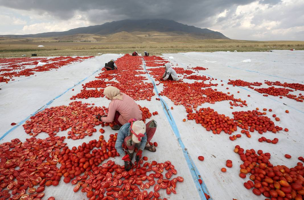 Süphan Dağı’nda yetişiyor 12 kilodan 1 kilo çıkıyor. Türkler 1 kilo bile alamıyor - Resim: 20